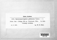 Gymnosporangium globosum image